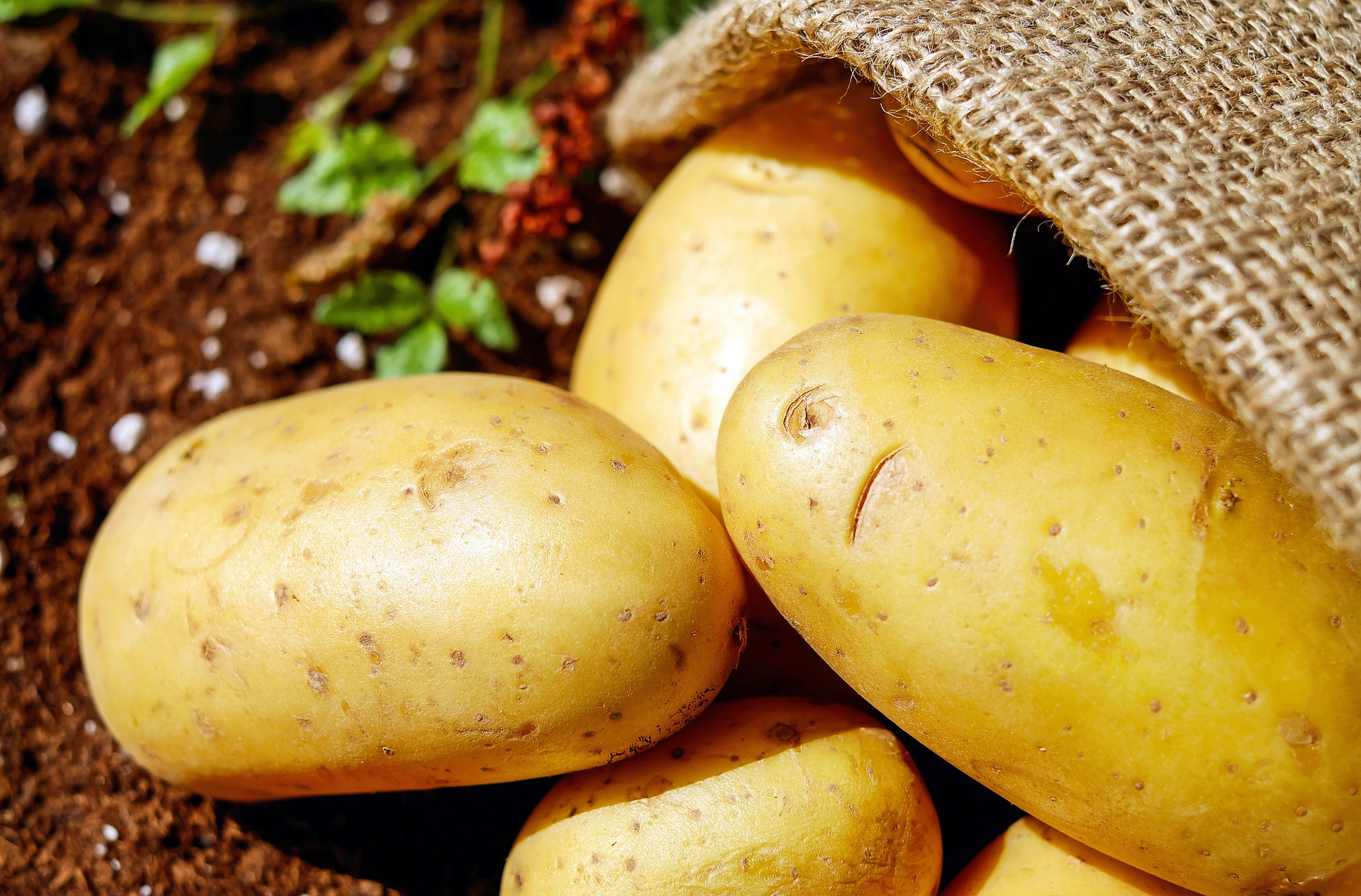 files/2024/09/21/potatoes-1585060-1920.jpg