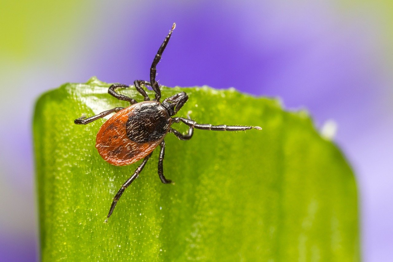 ixodes-ricinus-5260297-1280